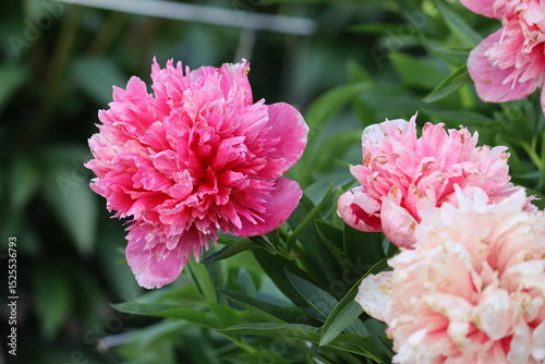 Fototapeta Naklejka Na Ścianę i Meble -  Pink peony flowers in summer garden