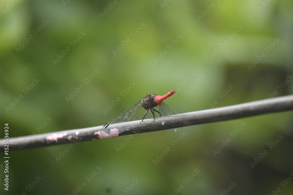 Scarlet skimmer dragonfly perched on a thin wire, green background. Scarlet skimmer dragonfly perched on a thin wire, green background.