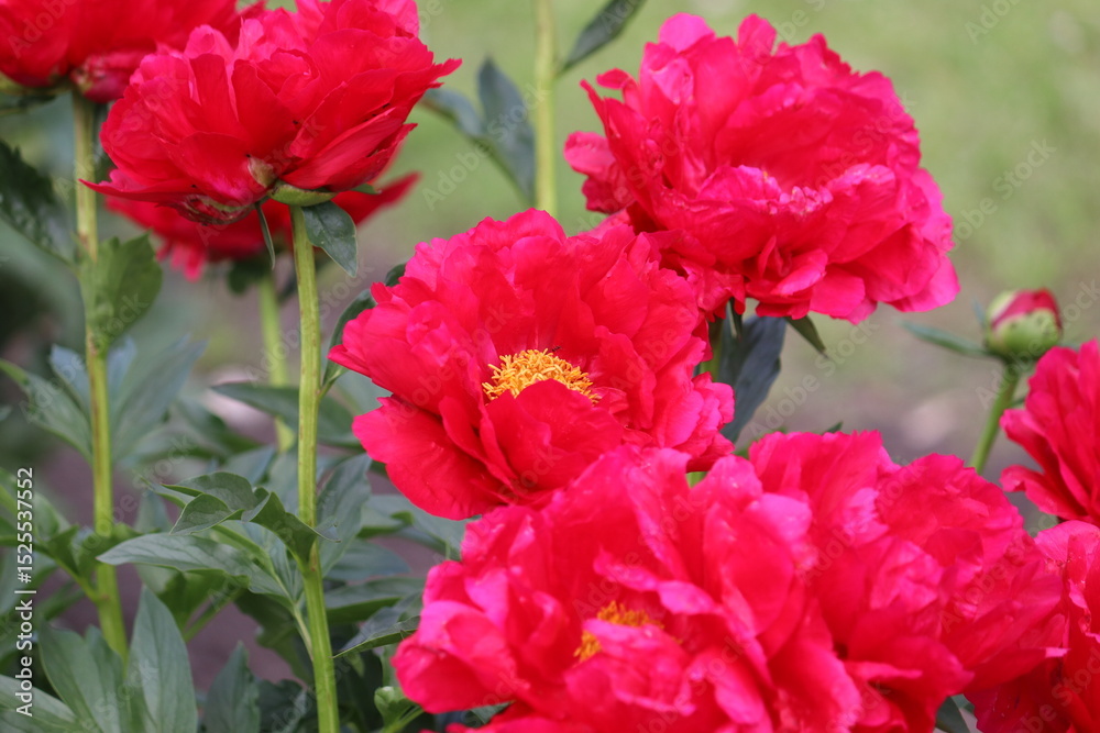Obraz premium Red peony (cultivar Carina) flowers in summer garden