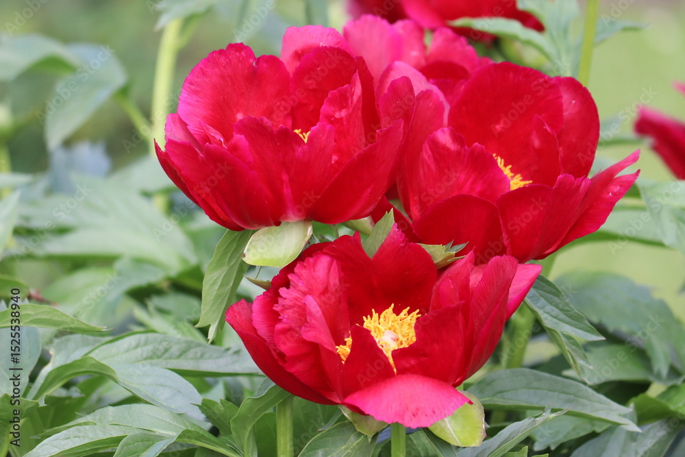 Fototapeta premium Red peony (cultivar Illini Warrior) flowers in summer garden