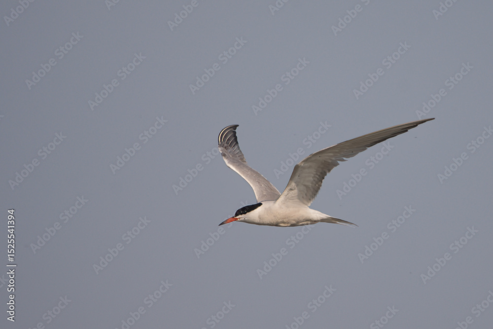 Obraz premium Bıyıklı sumru » Whiskered Tern » Chlidonias hybrida
