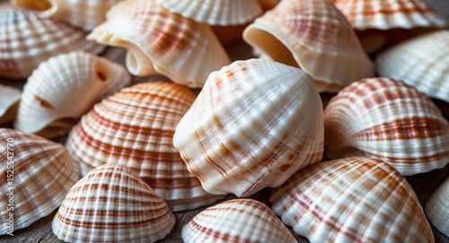 A collection of seashells with various patterns and colors.