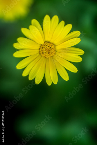 Close-up of a Bright Yellow Daisy Flower on a Soft Green Blurred Background