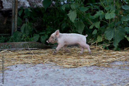 Cute Piglet Walking on a Farmyard Path Near Green Foliage and Straw