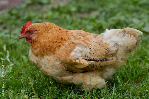 Portrait of a Free-Range Ginger Hen Resting on Green Grass in a Backyard Farm