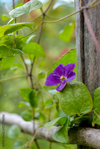 Purple Clematis Flower Blooming on Rustic Wooden Fence Surrounded by Lush Green Leaves. Vertical Garden Macro Shot