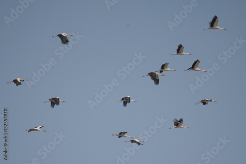 Leylek » White Stork » Ciconia ciconia