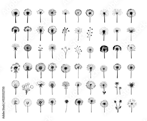 Fluffy dandelion black ink vector set. Seeds delicate wisps breeze meadow blowing airborne natural life sunlight childhood memories garden weeds seasonal change wildflowers floating gentle dispersal