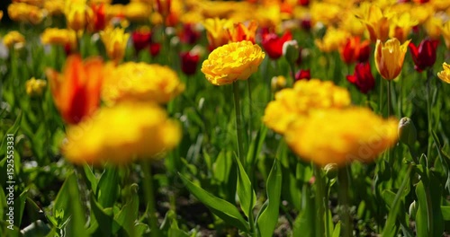 An idyllic garden scene showcasing bright yellow tulips illuminated by warm sunlight in St.Petersburg, Russia, conveying vibrancy, freshness, and natural beauty in a serene outdoor setting