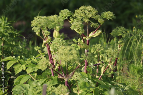 Flowering Garden angelica (Angelica archangelica) plant in summer garden