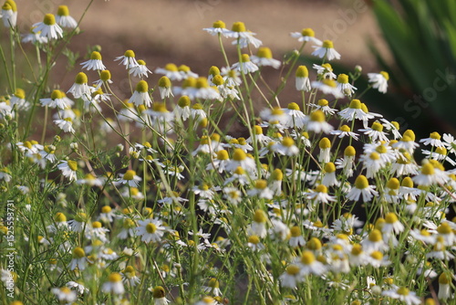 Fototapeta Naklejka Na Ścianę i Meble -  Flowering Wild chamomile (Matricaria chamomilla) plants in summer garden