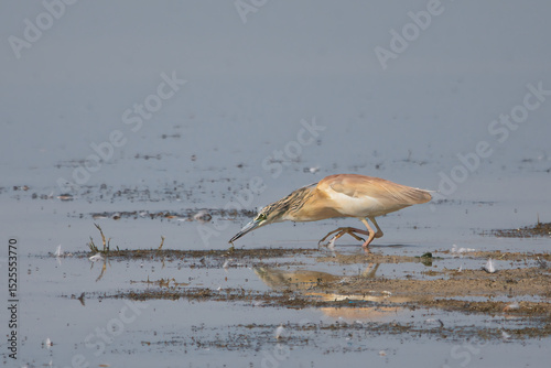Alaca balıkçıl » Squacco Heron » Ardeola ralloides photo
