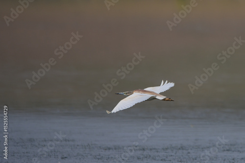 Alaca balıkçıl » Squacco Heron » Ardeola ralloides photo