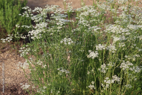 White flowers of caraway (Carum carvi) plant in summer garden