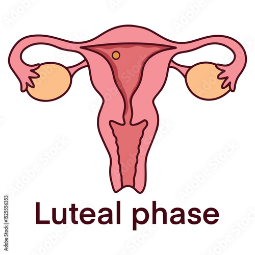 Medical diagram of uterus during luteal phase, after ovulation. Shows thickened endometrium preparing for implantation in reproductive cycle
