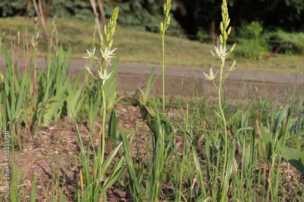 Fototapeta premium White flowers of Great camas (Camassia leichtlinii) in summer garden