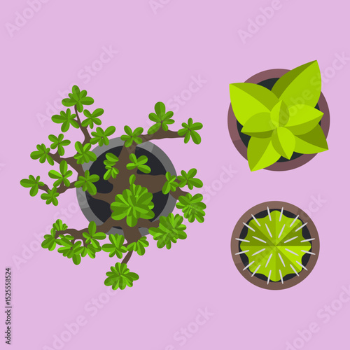 Vector illustration of decorative potted plants and succulents for indoor garden and botanical decoration