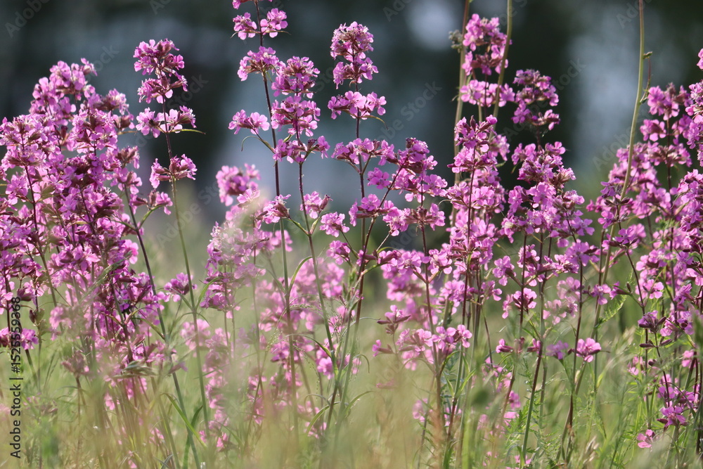 Fototapeta premium Pink flowers of sticky catchfly (Viscaria vulgaris) plant in summer garden