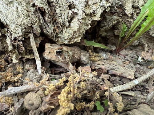 American toad (Anaxyrus americanus) in spring