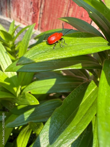 Scarlet lily beetle, red lily beetle, or lily leaf beetle (Lilioceris lilii)