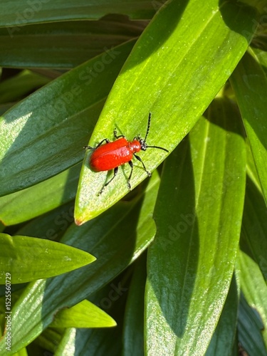 Scarlet lily beetle, red lily beetle, or lily leaf beetle (Lilioceris lilii)
