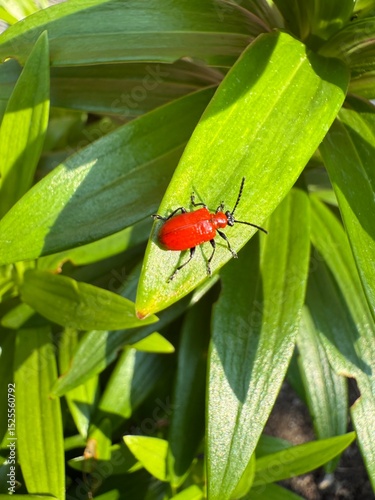 Scarlet lily beetle, red lily beetle, or lily leaf beetle (Lilioceris lilii)