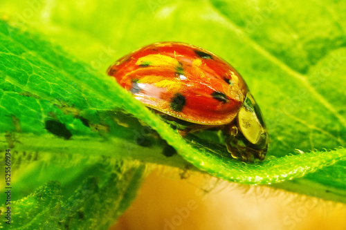 Macro of a ladybug eating aphids on a plant leaf