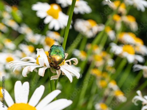 A green flower chafer on a daisy flower