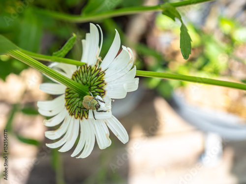 One shining leaf chafers (anomala) eating the petals of a daisy flower