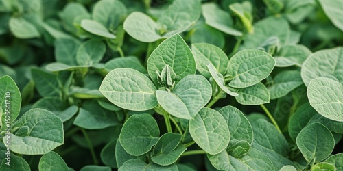 Vibrant green clover leaves growing in a field, suggesting healthy plant life and biodiversity.