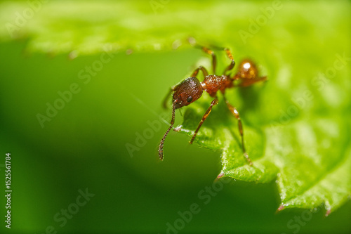 Brown ant an a green leaf in a green colored image