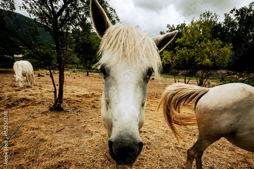 Seillans, France - July 3, 2014: Horses in a field in the provencal village of Seillans, France
