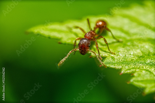Extrem macro of an ant on a leaf looking at the camera