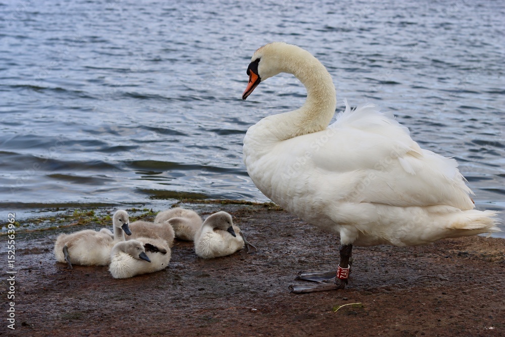 Mute swan with cygnets next to a lake Mute swan with cygnets next to a lake