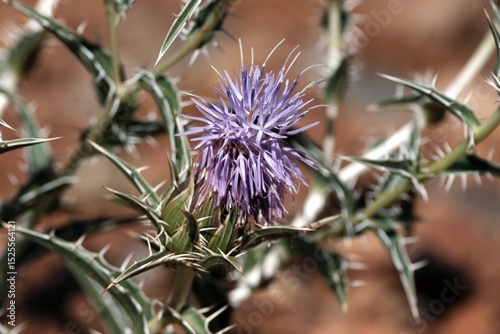 Blooming plant Carthamus duvauxii or Carduncellus rhaponticoides with purple flowers, met in Morocco, Atlas Mountains photo