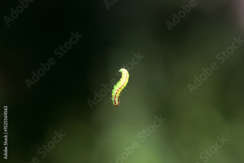 Caterpillar of the moth species Acrobasis advenella
