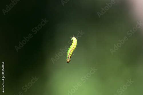 Caterpillar of the moth species Acrobasis advenella