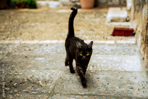 St. Paul De Vence, France - July 3, 2014: A black cat walking along the street in the hillside village of St. Paul De Vence, France

