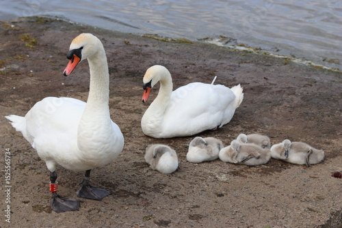 Fototapeta Naklejka Na Ścianę i Meble -  Pair of mute swans with cygnets next to a lake