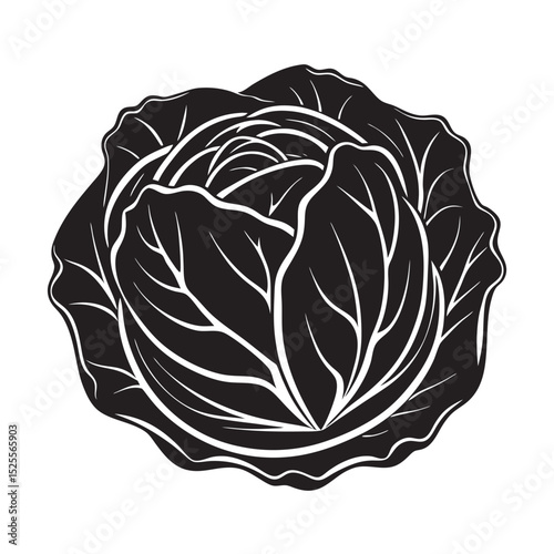 silhouette of cabbage  on the white background