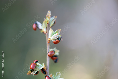 Group of poplar leaf beetles, Chrysomela populi, on a branch photo