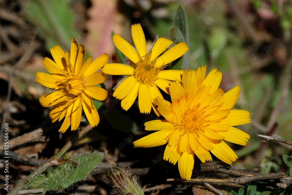 Close up of yellow flowers of Leontodon saxatilis, met in Morocco, Atlas Mountains. Close up of yellow flowers of Leontodon saxatilis, met in Morocco, Atlas Mountains.