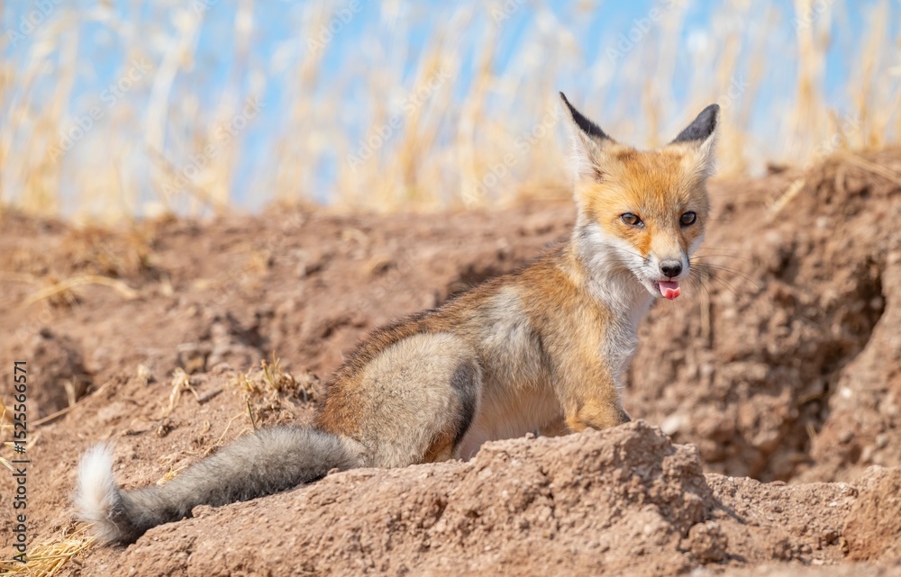 Naklejka premium Red Fox (Vulpes vulpes) is a common species in Turkey. They usually make their nests in tunnels they dig in the soil or in rocks. I taked This images are in Diyarbakır Tigris Valley.