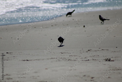 Boat-tailed Grackle at Myrtle Beach, SC