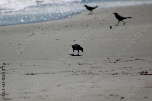Boat-tailed Grackle at Myrtle Beach, SC