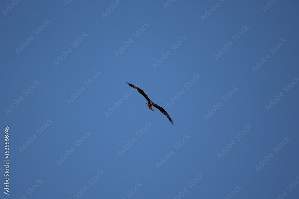 Obraz premium Osprey flying over Myrtle Beach, SC