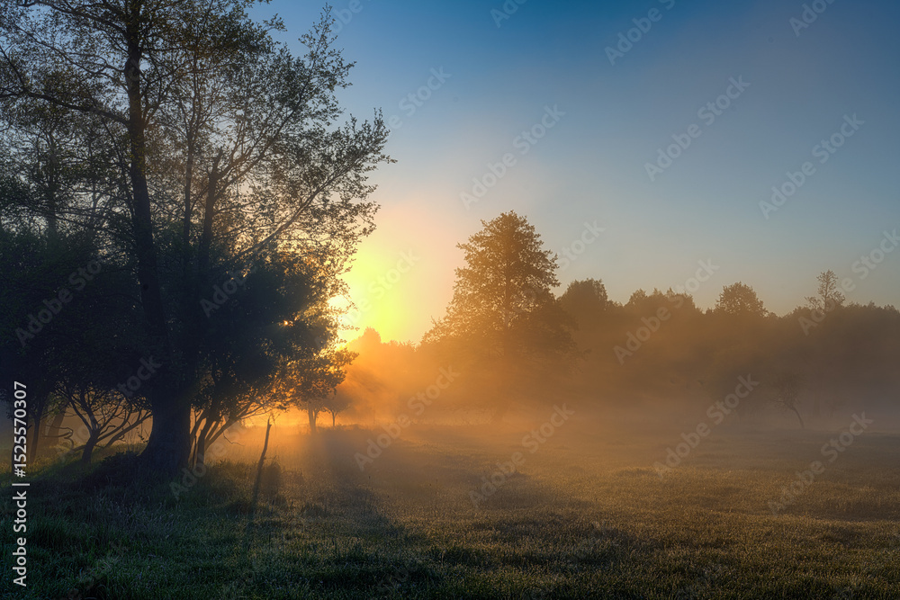 Fototapeta premium Misty Forest at Sunrise