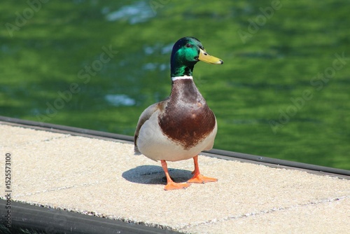 Duck On A Dock Lake Norman, NC