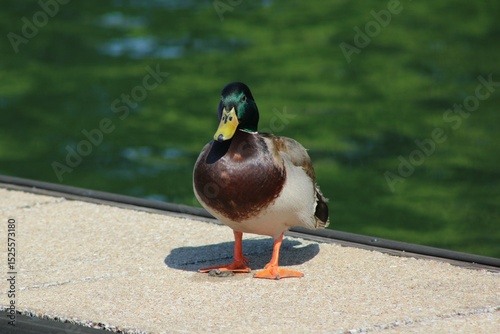 Duck On A Dock Lake Norman, NC