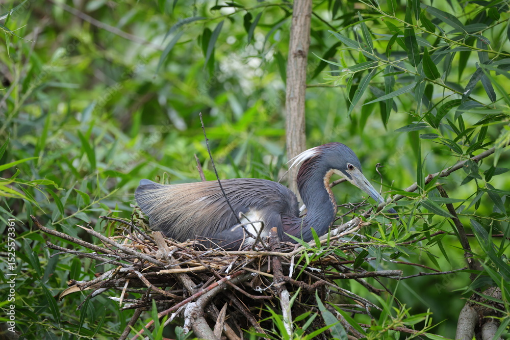 Naklejka premium Baby blue heron roosting on the nest in habitat.